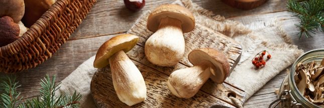 10 champignons comestibles en automne : savoir les reconnaître