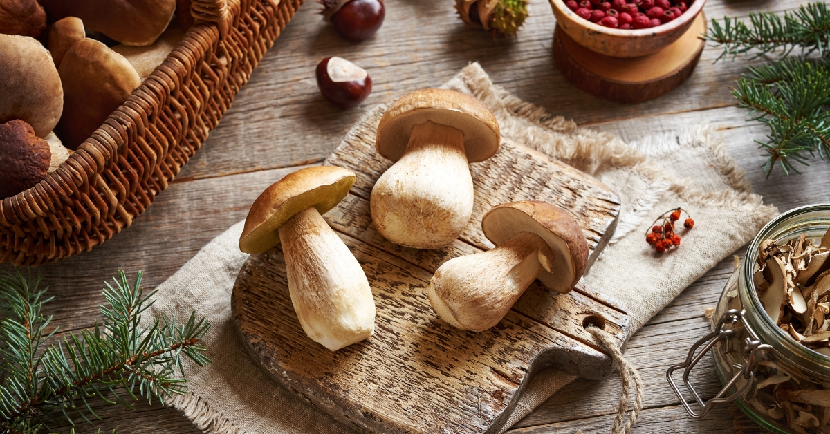 10 champignons comestibles en automne : savoir les reconnaître 10 champignons comestibles en automne : savoir les reconnaître