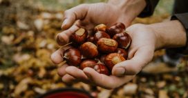 La saison des châtaignes : tout savoir pour une cueillette parfaite de ces trésors de l’automne !