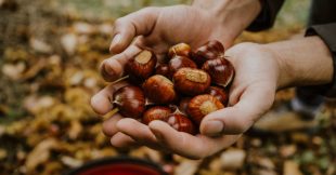La saison des châtaignes : tout savoir pour une cueillette parfaite de ces trésors de l'automne !