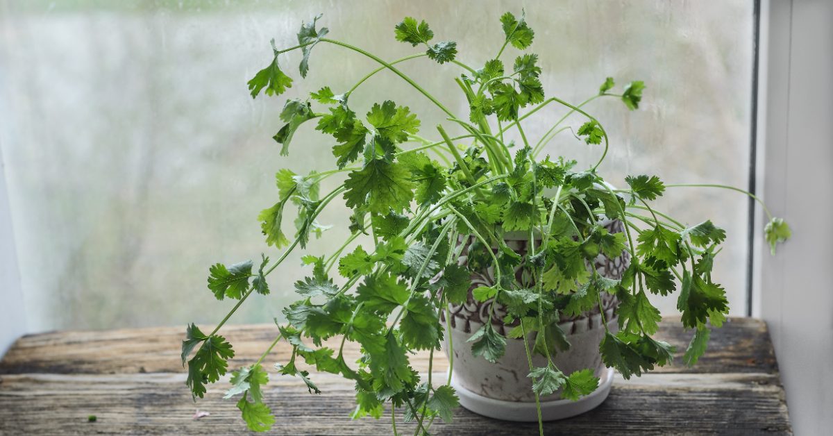 De la coriandre au jardin ou en appart’ tout l’hiver : les secrets d’une culture réussie en toute saison
