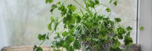 De la coriandre au jardin ou en appart' tout l'hiver : les secrets d'une culture réussie en toute saison