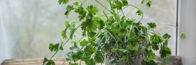Jardiner en octobre : les tâches indispensables à un beau jardin !