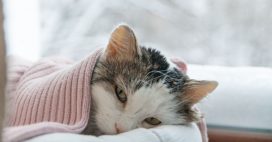 Le rhume du chat (coryza) : savoir reconnaître les premiers symptômes pour agir au plus vite