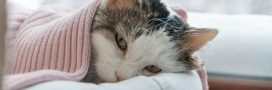 Le rhume du chat (coryza) : savoir reconnaître les premiers symptômes pour agir au plus vite
