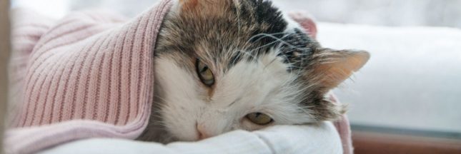 Le coryza chez le chat (rhume du chat) : qu'est-ce que c'est ?