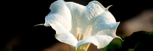 L'herbe du diable, à guetter dans les potagers ou les terrains proches des écoles et crèches