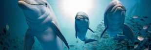 Protection des dauphins : un arrêté qui va en sacrifier des milliers