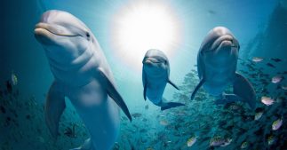 Si les humains vivaient comme des dauphins...