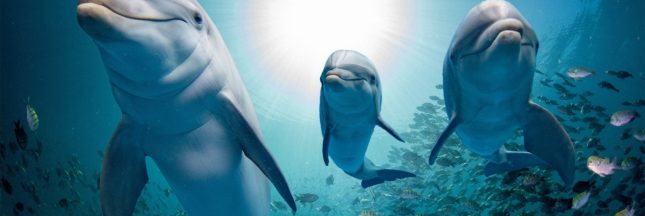 la protection des dauphins