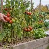 Que faire des pieds de tomates avant et pendant l'hiver : les arracher, les conserver ? Que faire des pieds de tomates avant et pendant l'hiver : les arracher, les conserver ?