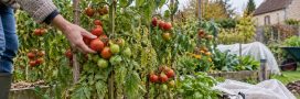 Que faire des pieds de tomates avant et pendant l'hiver : les arracher, les conserver ? Que faire des pieds de tomates avant et pendant l'hiver : les arracher, les conserver ?