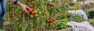 Que faire des pieds de tomates avant et pendant l'hiver : les arracher, les conserver ? Que faire des pieds de tomates avant et pendant l'hiver : les arracher, les conserver ?