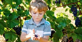 Pesticides : plus de leucémies pour les enfants vivant près de parcelles de vignes