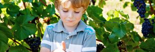 Pesticides : plus de leucémies pour les enfants vivant près de parcelles de vignes