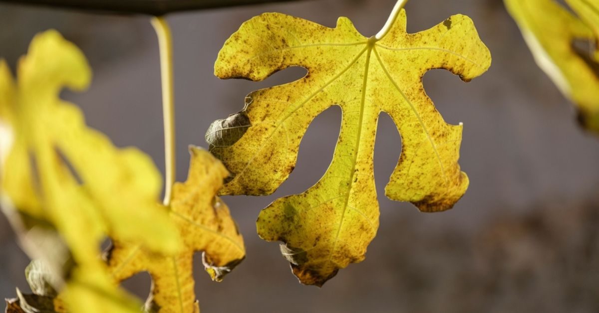 Entretenir son figuier en automne : les étapes essentielles pour une future récolte généreuse