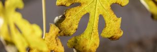 Entretenir son figuier en automne : les étapes essentielles pour une future récolte généreuse