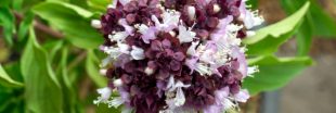 Les fleurs de basilic : ne jetez plus ces petites merveilles de bienfaits et de saveurs !