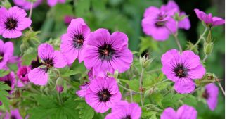 Top 10 des plus belles plantes vivaces qui fleurissent toute l'année Top 10 des plus belles plantes vivaces qui fleurissent toute l'année