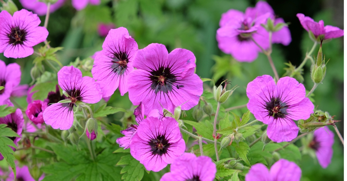 Top 10 des plus belles plantes vivaces qui fleurissent toute l'année Top 10 des plus belles plantes vivaces qui fleurissent toute l'année