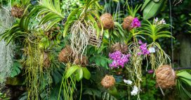 Le kokedama : l’art végétal japonais qui transforme vos plantes en véritables sculptures Le kokedama : l’art végétal japonais qui transforme vos plantes en véritables sculptures