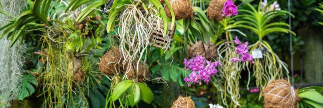 Le kokedama : l'art végétal japonais qui transforme vos plantes en véritables sculptures