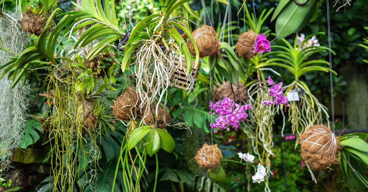 Le kokedama : l'art végétal japonais qui transforme vos plantes en véritables sculptures Le kokedama : l'art végétal japonais qui transforme vos plantes en véritables sculptures