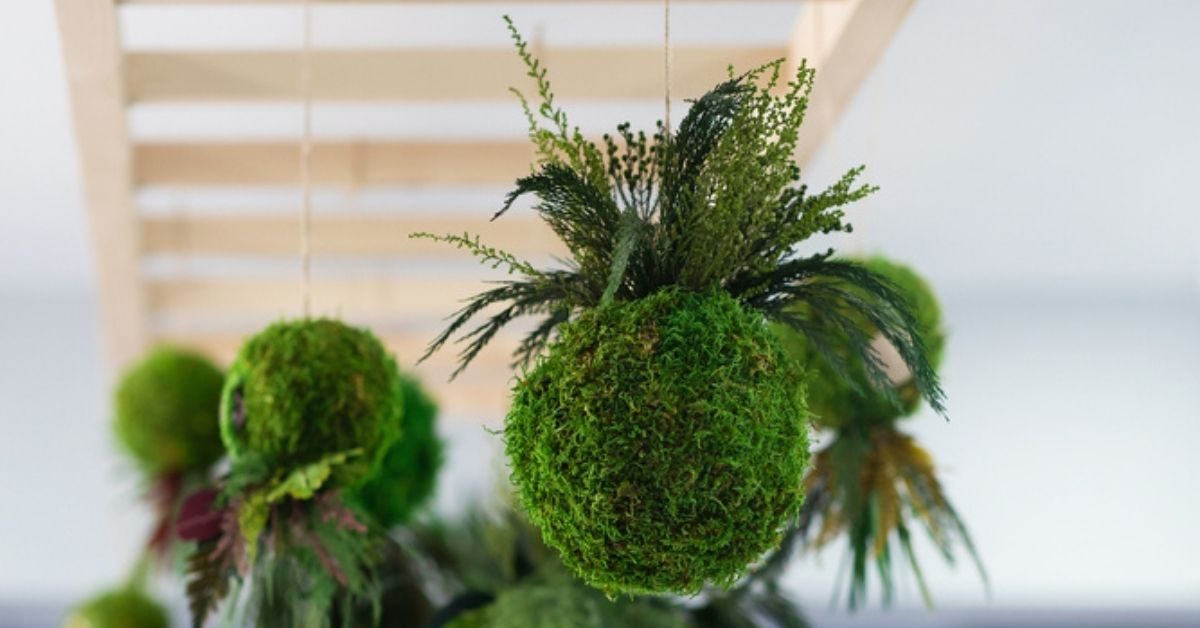 Le kokedama : l’art végétal japonais qui transforme vos plantes en véritables sculptures