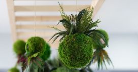 Le kokedama : l’art végétal japonais qui transforme vos plantes en véritables sculptures