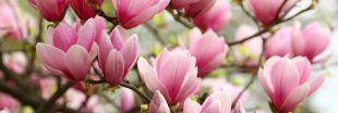Un magnolia protégé par la justice que des propriétaires d'un logement Airbnb voulaient tailler