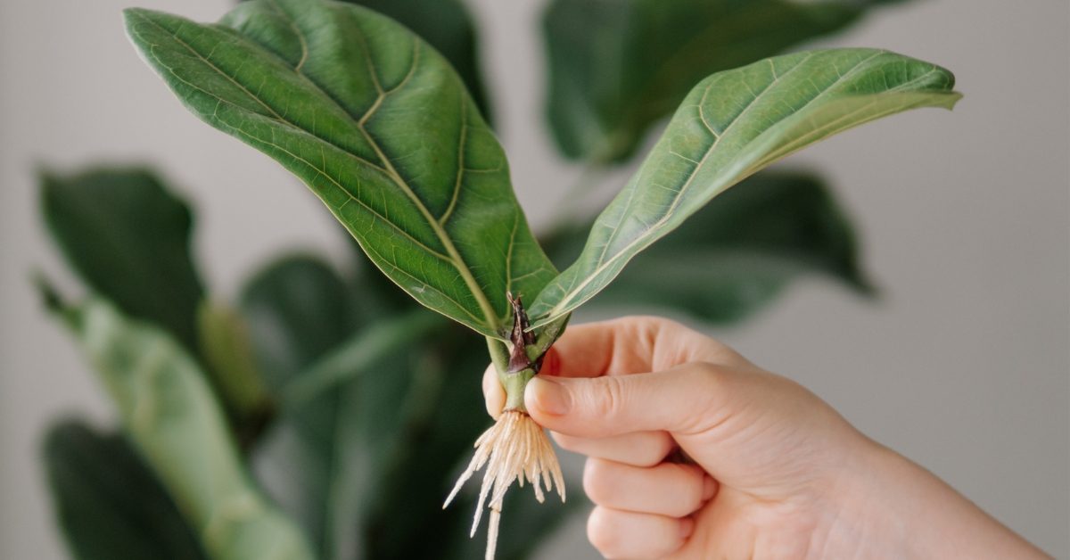 Bouture d’automne : le marcottage des plantes d’intérieur, simple et efficace !