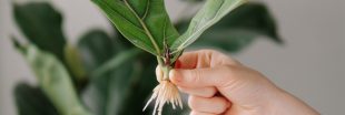 Bouture d'automne : le marcottage des plantes d'intérieur, simple et efficace !
