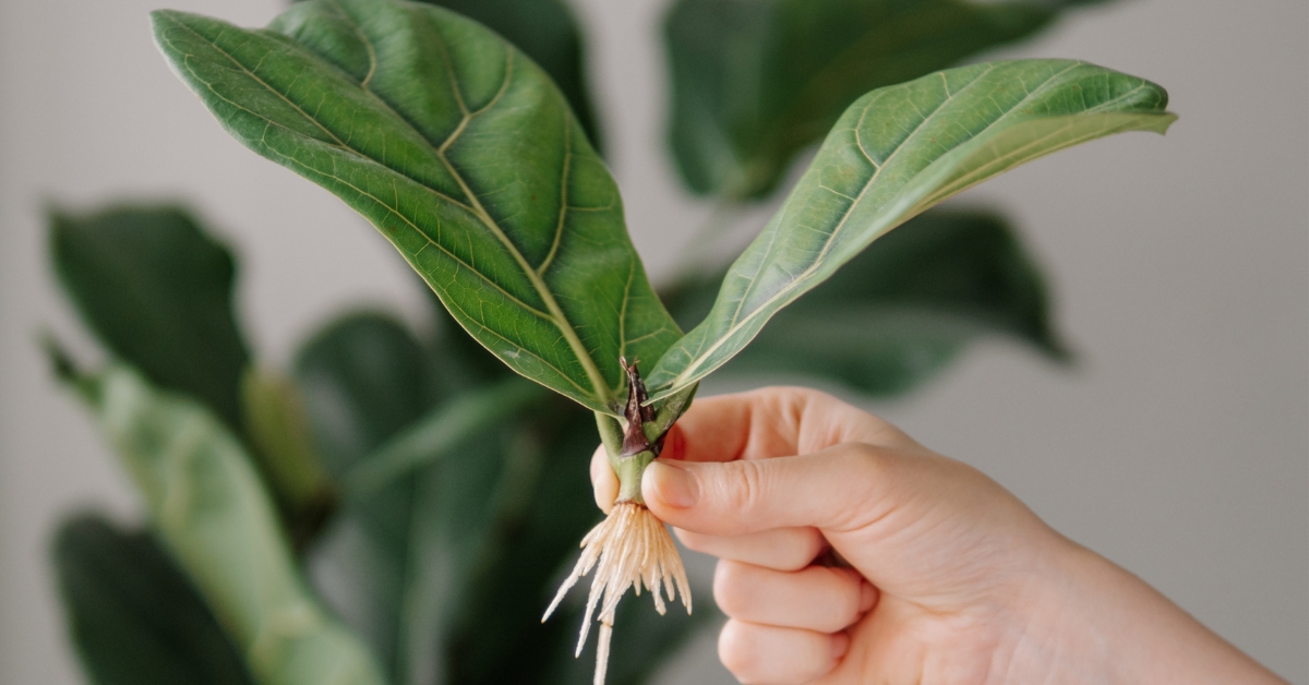 Bouture d'automne : le marcottage des plantes d'intérieur, simple et efficace !