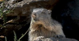 Chasse à la marmotte en Savoie : ‘au lieu de les chasser, on ferait mieux de les protéger’