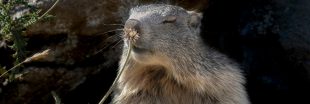Chasse à la marmotte en Savoie : 'au lieu de les chasser, on ferait mieux de les protéger'
