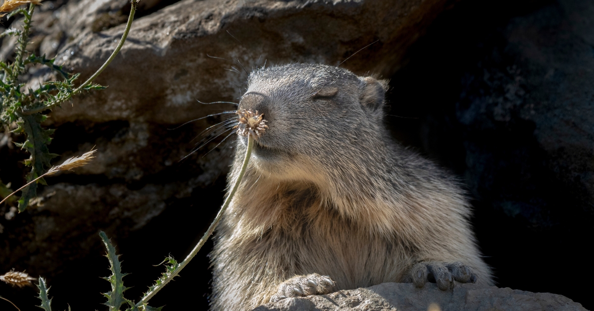 Chasse à la marmotte en Savoie : 'au lieu de les chasser, on ferait mieux de les protéger'