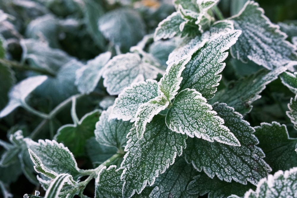Entretenir les plantes aromatiques en hiver