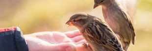 Pourquoi nourrir les oiseaux en automne est une très mauvaise idée