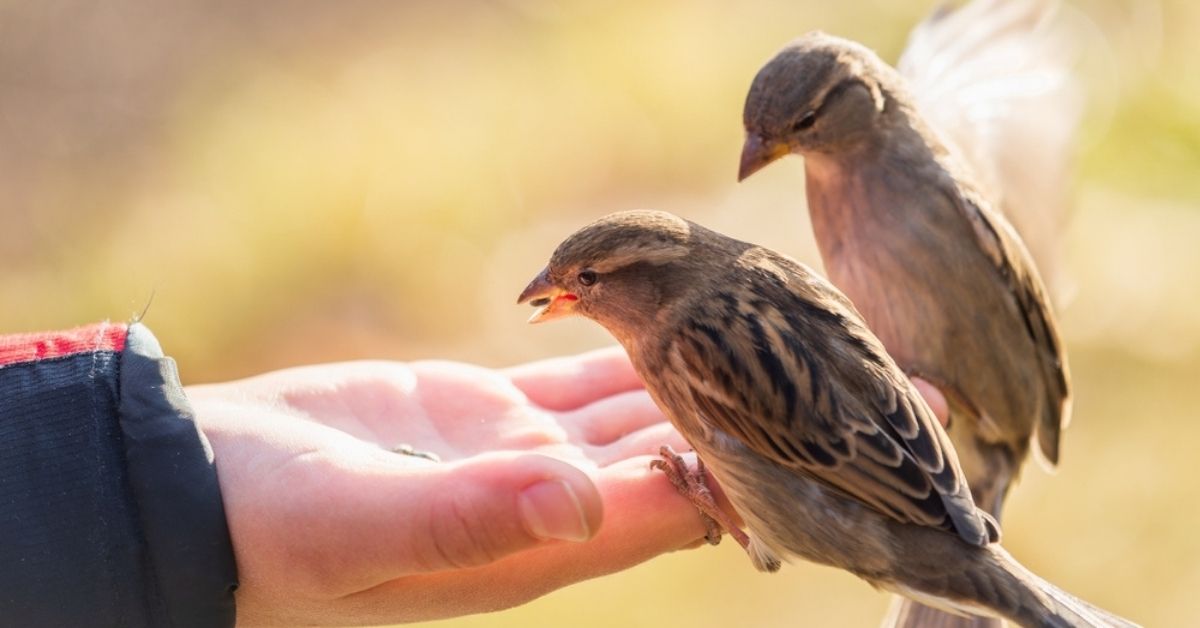 Pourquoi est-il important de nourrir les oiseaux sauvages durant