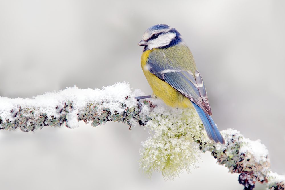 Les oiseaux en hiver