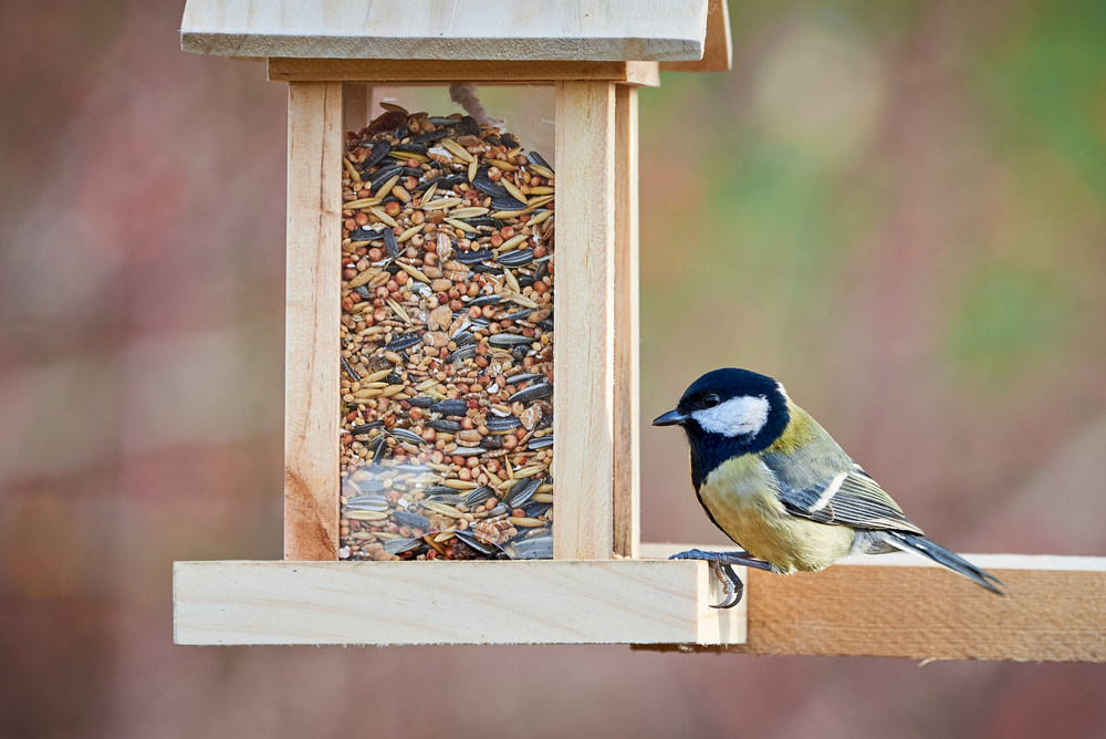 Quels sont les aliments toxiques pour les oiseaux ?