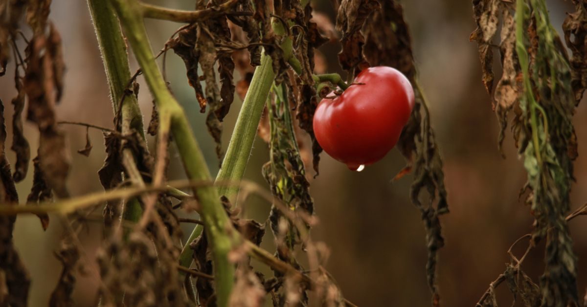Que faire avec les plants de tomates en fin de saison : engrais vert, paillis…