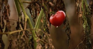 Que faire avec les plants de tomates en fin de saison : engrais vert, paillis... Que faire avec les plants de tomates en fin de saison : engrais vert, paillis...