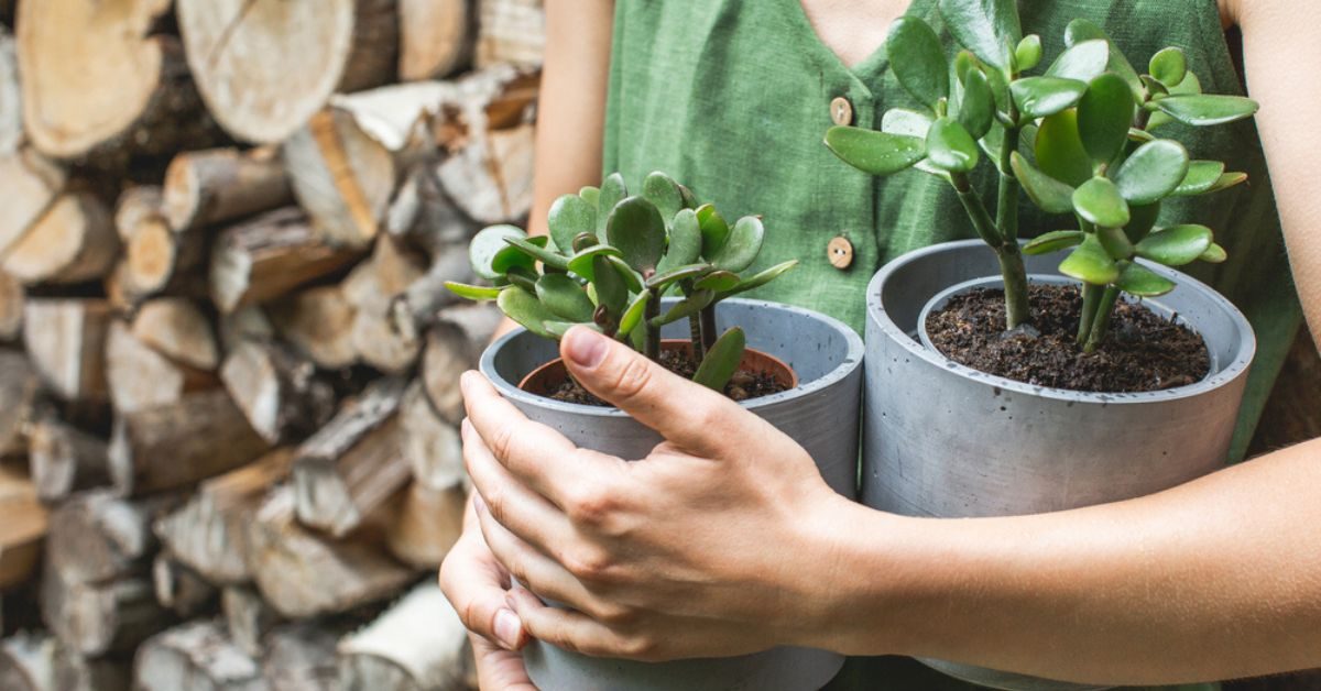 Quand rentrer les plantes grasses à l’intérieur et lesquelles ?