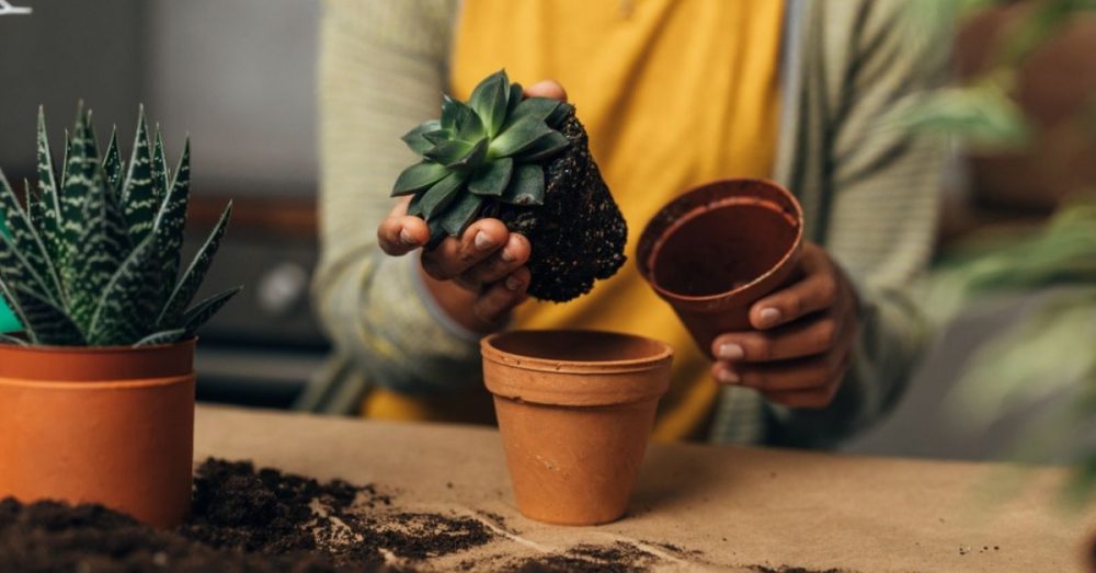 Quand et comment rempoter les plantes grasses : les conseils à connaître