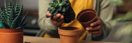 Quand et comment rempoter les plantes grasses : les conseils essentiels à connaître