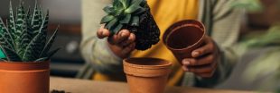 Quand et comment rempoter les plantes grasses : les conseils essentiels à connaître