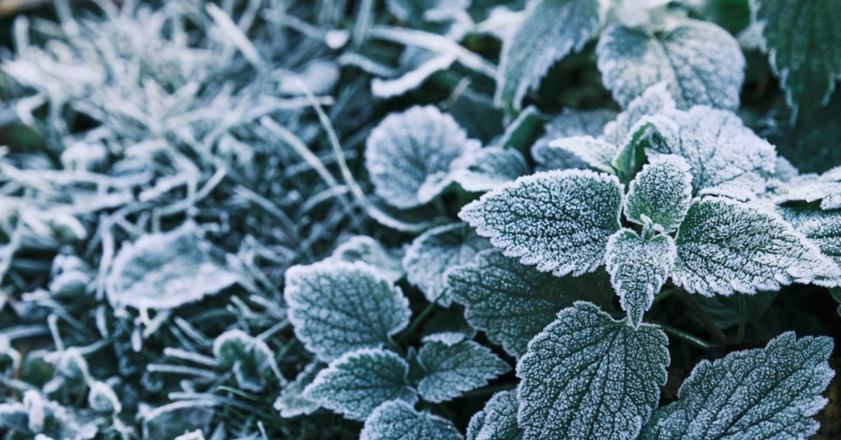 Créer un jardin aromatique résistant au gel