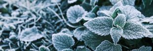 Créer un jardin aromatique résistant au gel