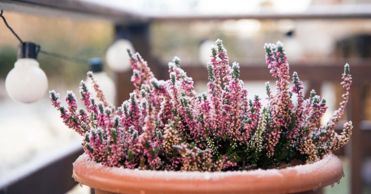 13 plantes fleuries résistantes au froid pour embellir balcons et terrasses